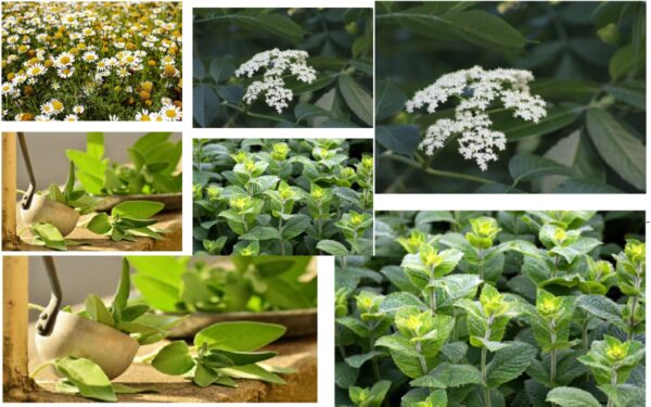 Tés medicinales para dormir mejor: hierbas que realmente funcionan