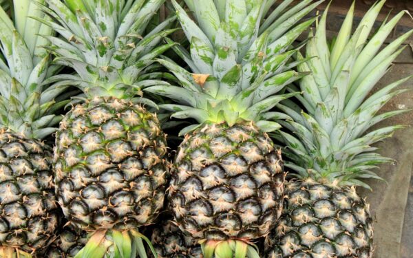 “Bebida de aloe vera con piña: el detox profundo para bajar inflamación y peso”